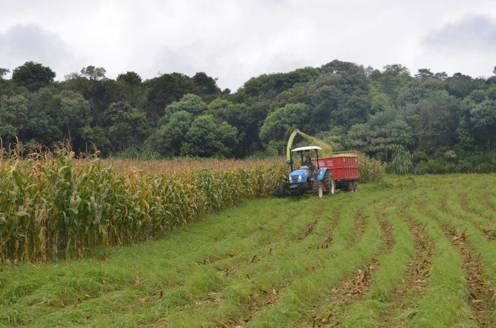 Pinhão Secretaria De Agricultura Auxilia Produtores Na Produção De Silagem Prefeitura De 7629